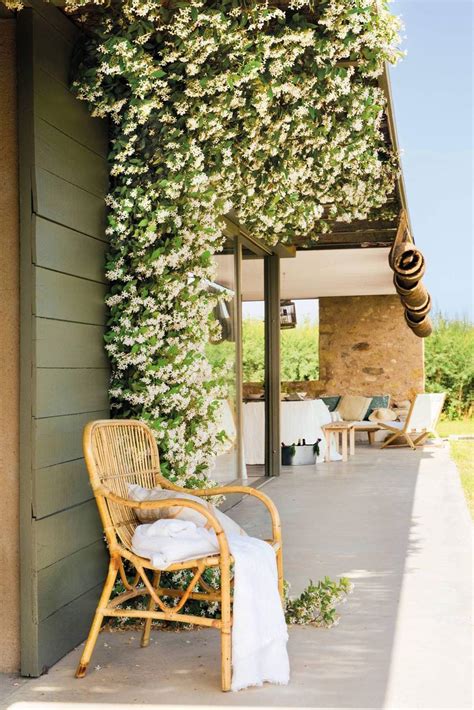 3 Plantas Trepadoras Para Terrazas Y Balcones Que Son Tendencia Este Verano