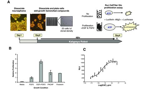 Mouse Subventricular Zone Svz Cell Proliferation Assay For