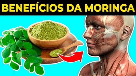 Benef Cios Da Moringa Oleifera Que Voc Nunca Ouviu Falar Moringa