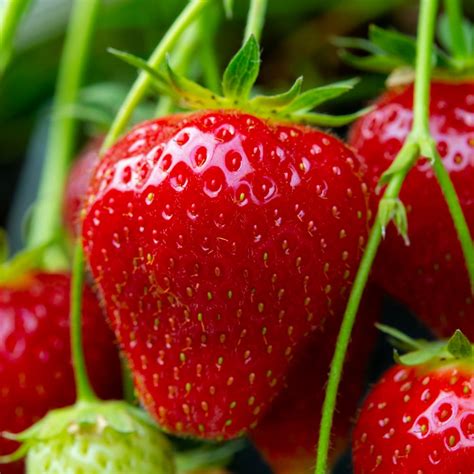 Fragaria ananassa truskawka sadzonka 15cm Sklep z roślinami CocaFlora