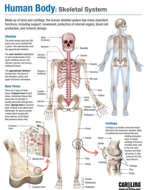 Human body skeletal system – Artofit