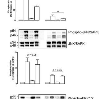 Western Blot Analysis Of The Effects Of Sp On Phosphorylation Of