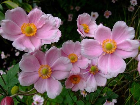 Anemone hupehensis | Beautiful blooms, Anemone, Beautiful flowers