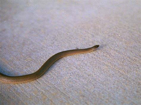 Rough Earth Snake Yard Work Dfw Urban Wildlife