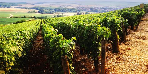 Bourgogne Nos Meilleurs Vins Blancs Accessibles De LYonne Du