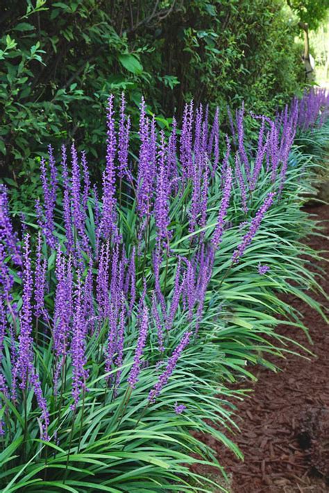 Buy Big Blue Liriope Free Shipping Wilson Bros Gardens Gallon Pot