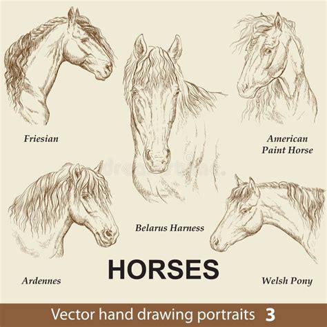 Set Of Hand Drawing Horses 3 Stock Vector Illustration Of Element