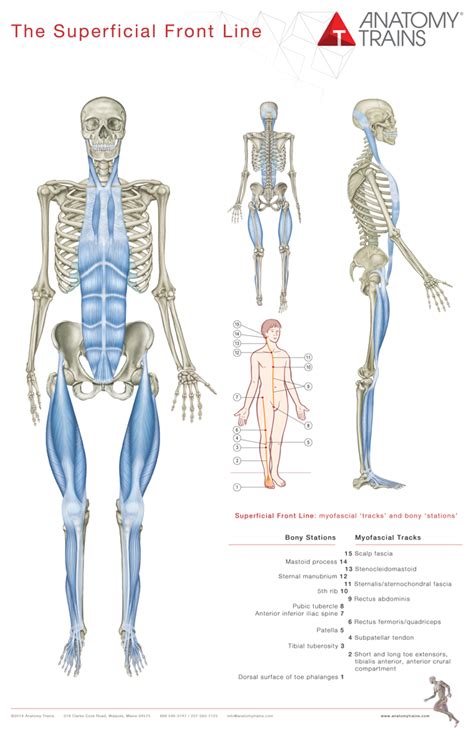 Superficial Front Fascia And Deep Front Fascia Lines