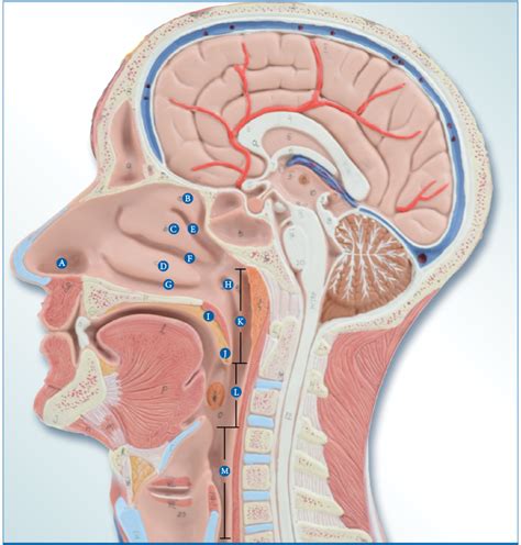 Midsagittal Section Of The Head Showing The Upper Respiratory Tract