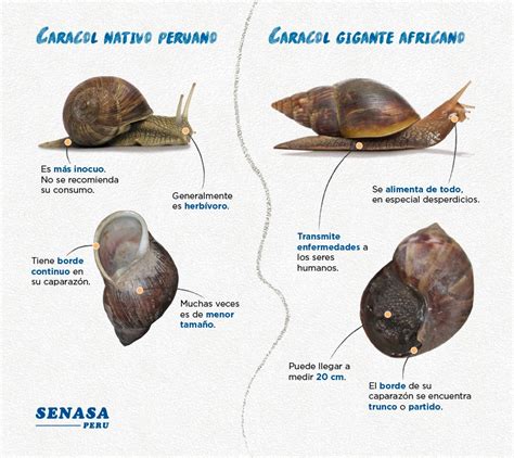 ¿por Qué Es Peligroso El Caracol Gigante Africano Rpp Noticias