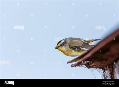 A Very Small Short Tailed Bird Known As A Striated Pardalote