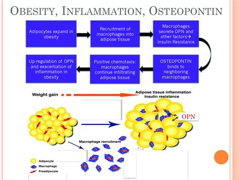 Ppt Neutralization Of Osteopontin Inhibits Obesity Induced