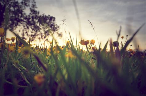 Wallpaper Sunlight Landscape Flowers Sky Field Evening Morning