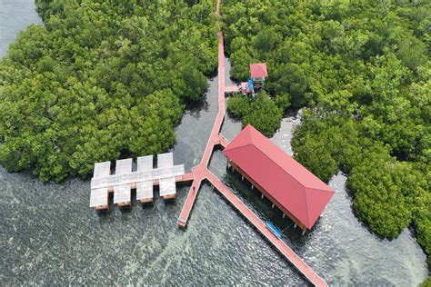 Brgm Akan Rehabilitasi Hektare Lahan Mangrove Tahun Ini