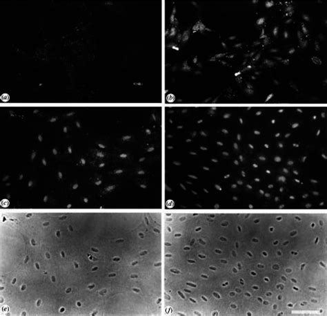 Immunouorescence And Phase Contrast Images Of Cultured Cell Monolayers