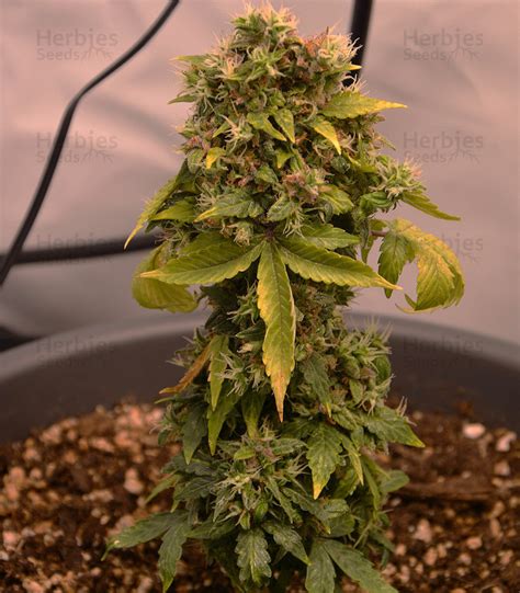 Buy Dinamed Cbd Autoflowering Feminized Seeds By Dinafem Seeds Herbies Seeds