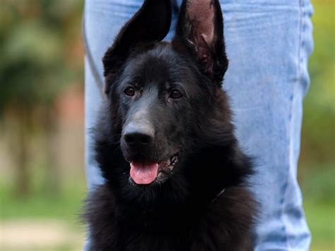 German shepherd dog black Female – Dogs Jelena Dog Shows