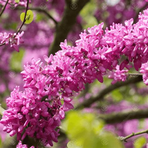 Cercis siliquastrum Bodnant - Judas Tree | Free UK Delivery Over £50