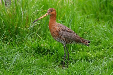 Bar Tailed Godwit Barge Rousse Oiseaux Du Qu Bec Inaturalist Nz