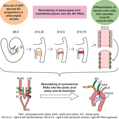 Aortic Arch Derivatives