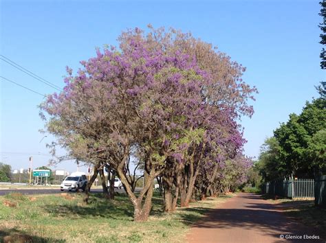 Bolusanthus Speciosus Plantbook