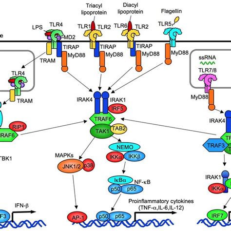 The Overview Of Tlr Signaling Tlr1 Tlr2 Tlr4 Tlr5 And Tlr6 Are