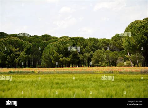 green grass field trees poppies Stock Photo - Alamy