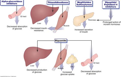 Endocrine Diagram Quizlet