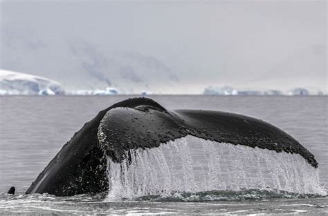 Greenland Arrests Anti Whaling Activist On Japan Warrant Environment