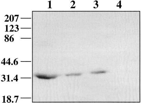 Immunological Identification Of A Mitochondrial Uncoupling Protein In