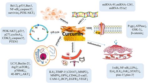 The Main Biological Effects Of Curcumin On OC And The Molecular Targets