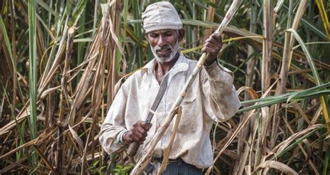 Challenges For The Sugarcane Sector In India Wur