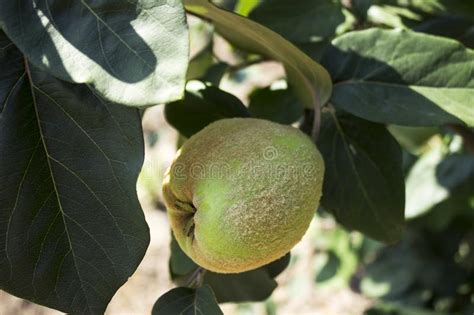 Ejecución Del Membrillo De Las Manzanas En El árbol Una Colección De