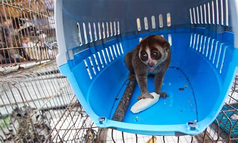 Endangered animals from Southeast Asia that might not be around in the ...