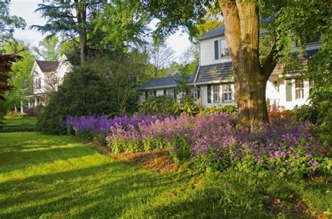 Judaspenning Een Echte Aanwinst Voor Ieders Tuin Libelle Plants