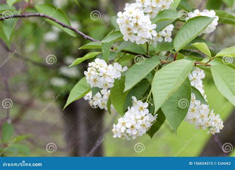 Closeup View Of Newly Blooming Canada Red Cherry Tree Blossoms Stock