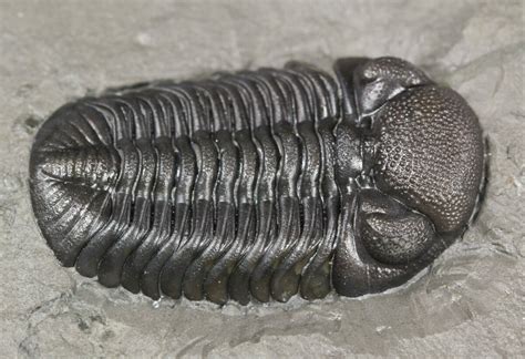 95 Prone Eldredgeops Phacops Trilobite New York 54998 For Sale