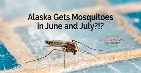 Alaska Gets Mosquitoes in June and July?!? - Pest Control in Venice, FL ...