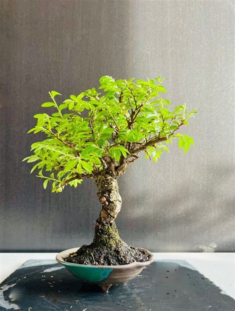 Japanese Elm Bonsai Zelkova Cm Japan Catawiki