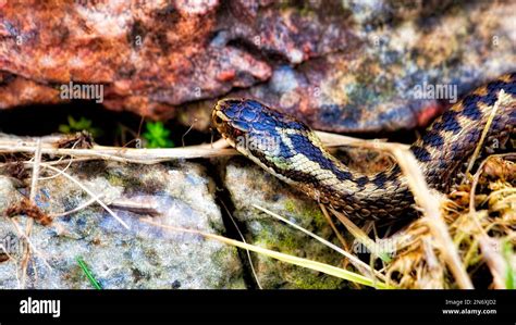 Adder snake hi-res stock photography and images - Alamy