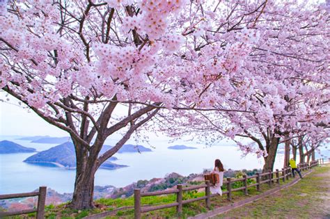 美しい桜に逢いに行こう〜四国地方のさくら名所〜【2023】季節・暮らしの話題 2023年03月18日 日本気象協会 Tenkijp