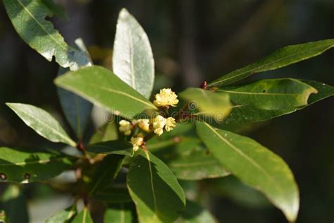 Bay Laurel Laurus Nobilis Tree Stock Photo Image Of Growth Laurel