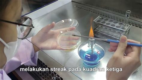 Uji Resistensi Bakteri Dengan Metode Streak 4 Kuadran Microbiologylab Scientist