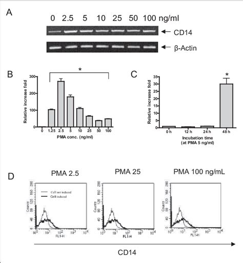 Effect Of Pma On Cd Mrna Induction During Thp Differentiation