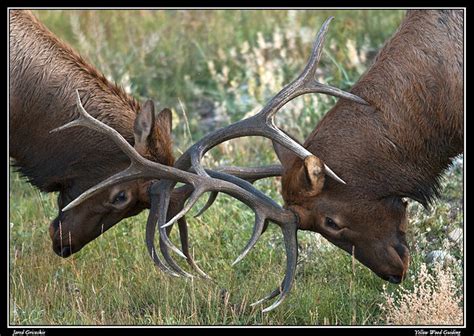 Elk Bulls Antlers Locked Jared Gricoskie Flickr