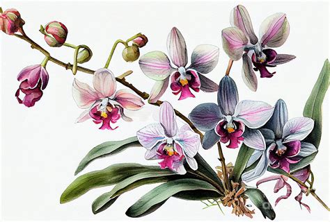 Orchid Painting By Pavel Lukashin Pixels