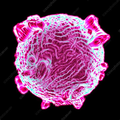 Canine Parvovirus Artwork Stock Image F010 2275 Science Photo