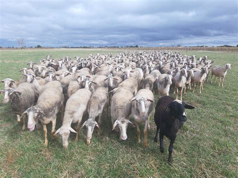 Los ganaderos aplauden la inmovilización de ovejas y cabras por la