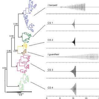 Majority Rule Consensus Tree Derived From Bayesian Inference