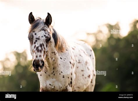 Appaloosa Horse In The Pasture At Sunset White Horse With Black And